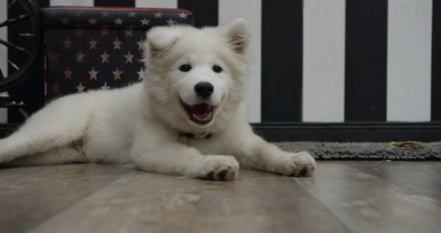 Why Every Dog Needs a Comfortable Resting Space at Home