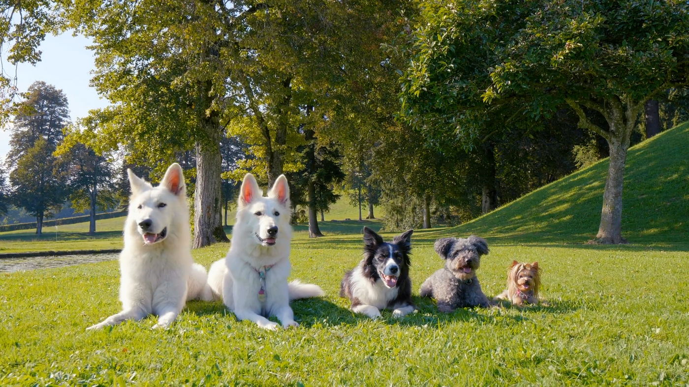 Outdoor Time and Pet Wellness: Why Dogs Need Safe, Happy Adventures