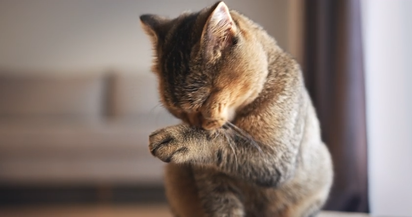 Simple Grooming Habits That Help Cats Feel Clean and Comfortable