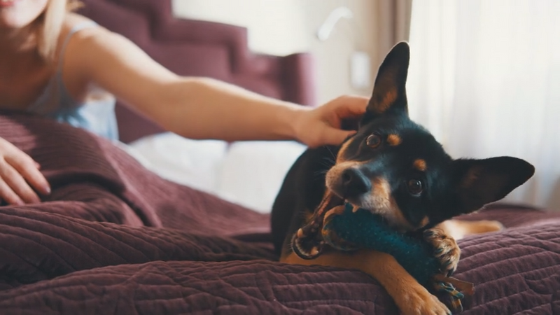 Choosing the Right Toys for Daily Enrichment and Happier Pets