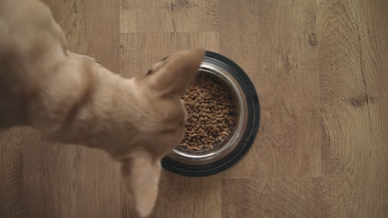 How to Build a Calm and Healthy Feeding Routine for Your Dog