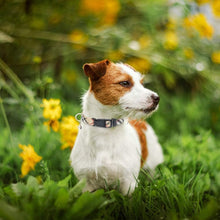 Adjustable No-Pull Dog & Cat Harness Leash Set