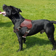 Genuine Leather Dog Harness Vest for Large Dogs