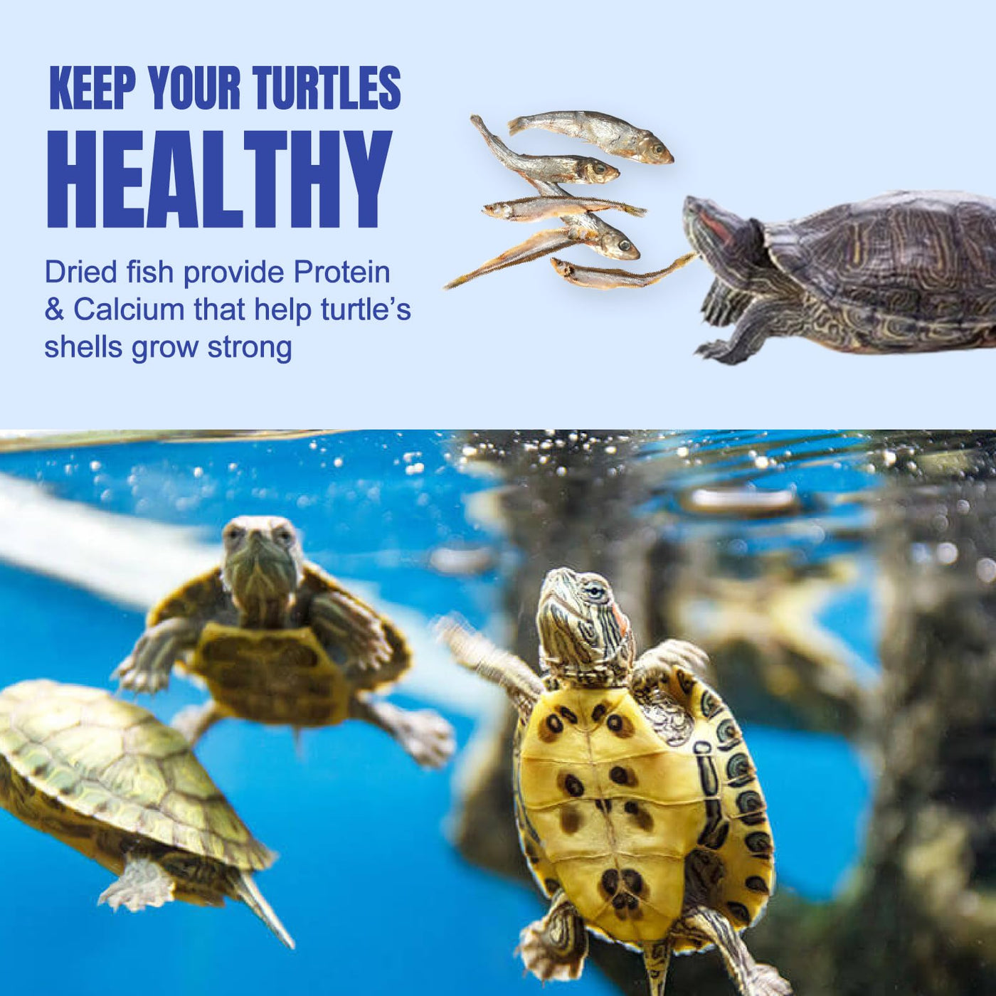 Natural Dried River Fish Food for Turtles & Reptiles