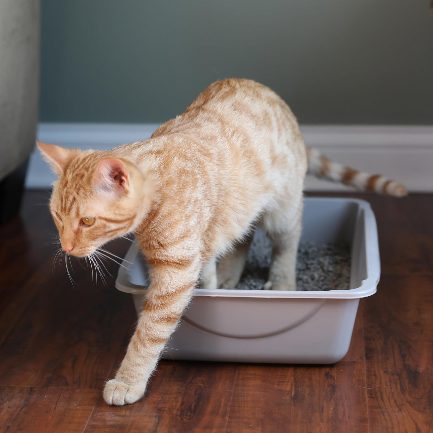 Basic Open Cat Litter Box Pan for Indoor Cats
