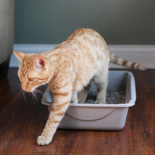 Basic Open Cat Litter Box Pan for Indoor Cats