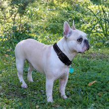Reflective Padded Nylon Dog Collar with Neoprene Lining