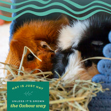 Orchard Grass Hay for Rabbits and Small Pets