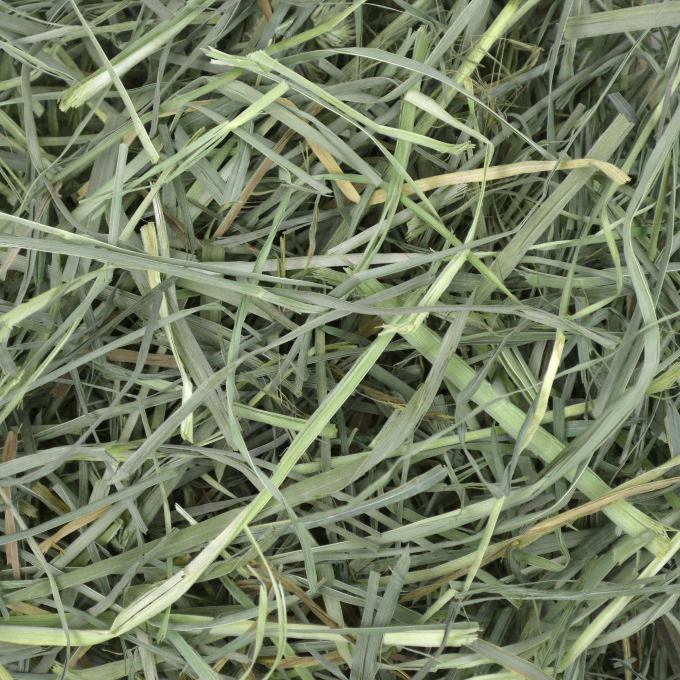 Orchard Grass Hay for Rabbits and Small Pets